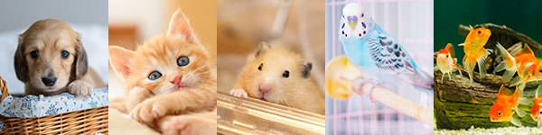 ペットショップ