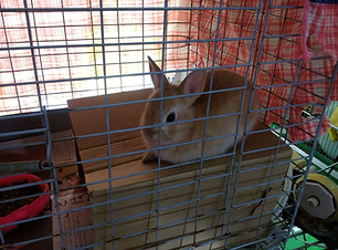 あたらしい家族を待っています