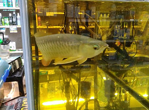 熱帯魚・海水魚など専門店ならでは