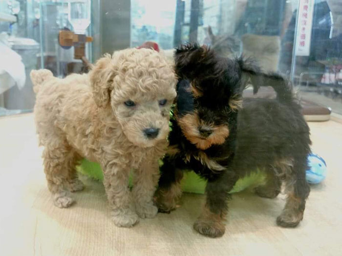 わんちゃん（トイプードル・チワワ・ミニチュアダックスなど）