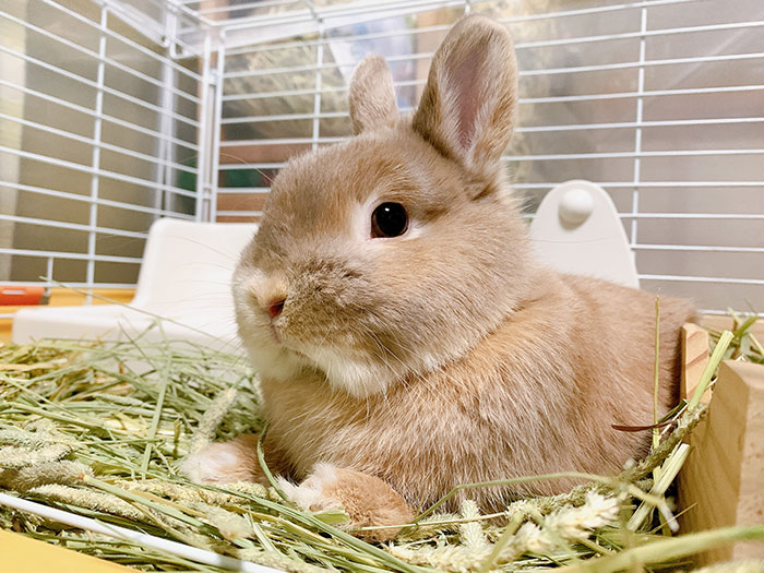 小動物（ハムスター・うさぎ・モルモットなど）