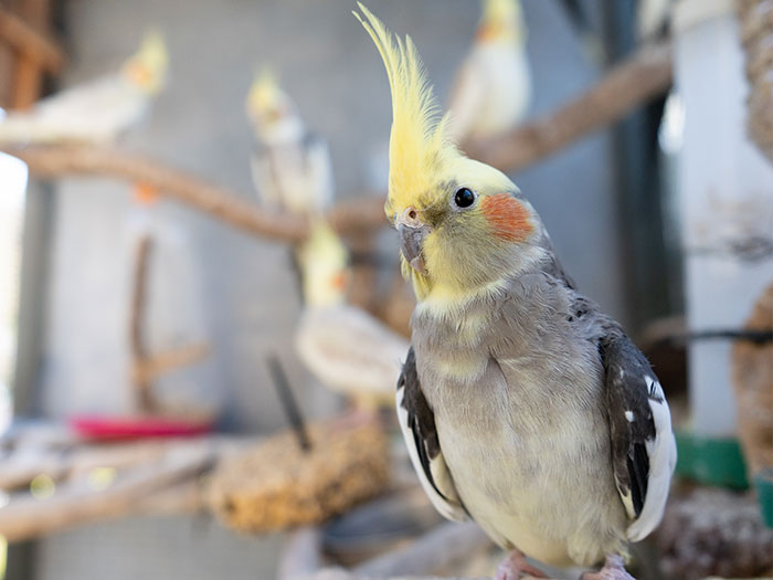 小鳥（セキセイインコ・オカメインコなど）