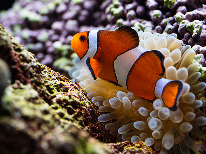 海水魚（クマノミ・スズメダイなど）