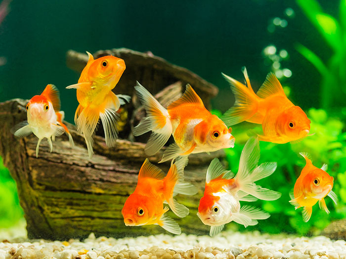 金魚（和金・琉金・出目金など）