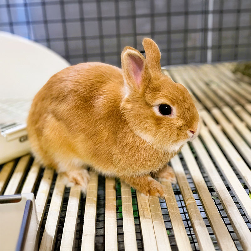 ペットショップ