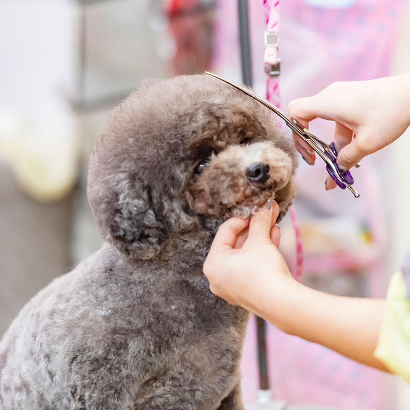 トリミング＆ホテル