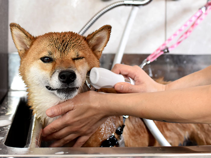 シャンプーコース