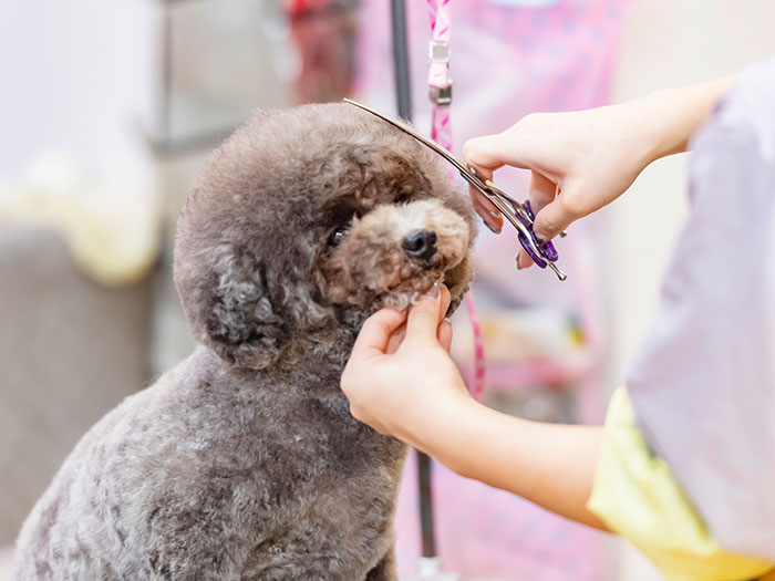 トリミングコース